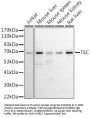 Tyrosine-Protein Kinase Tec (TEC) Antibody