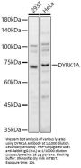 Dual Specificity Tyrosine Phosphorylation Regulated Kinase 1A (DYRK1A) Antibody