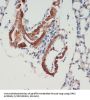 Leucine-Rich Repeat Serine/Threonine-Protein Kinase 2 (LRRK2) Antibody