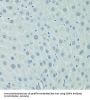 CCAAT/Enhancer Binding Protein Alpha (CEBPA) Antibody