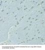 CCAAT/Enhancer Binding Protein Alpha (CEBPA) Antibody