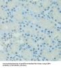 CCAAT/Enhancer Binding Protein Alpha (CEBPA) Antibody