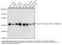 Casein Kinase II Subunit Alpha (CSNK2A1) Antibody