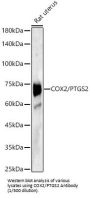 Prostaglandin G/H Synthase 2 / COX-2 (PTGS2) Antibody