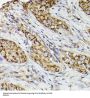 Prostaglandin G/H Synthase 2 / COX-2 (PTGS2) Antibody