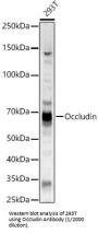 Occludin (OCLN) Antibody