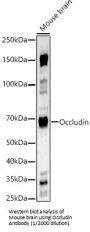 Occludin (OCLN) Antibody