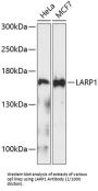 La-Related Protein 1 (LARP1) Antibody