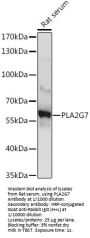 Platelet-Activating Factor Acetylhydrolase (PLA2G7) Antibody