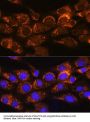 2-Oxoisovalerate Dehydrogenase Subunit Alpha, Mitochondrial (BCKDHA) Antibody