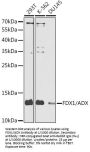 Adrenodoxin, Mitochondrial (FDX1) Antibody