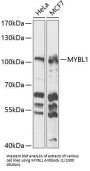 V-Myb Myeloblastosis Viral Oncogene Homolog Like Protein 1 (MYBL1) Antibody
