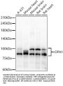 Dynamin-like 120 kDa protein, mitochondrial (OPA1) Antibody