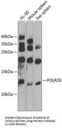 DNA-Directed RNA Polymerases I, II, And III Subunit RPABC4 (POLR2K) Antibody