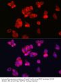 Transferrin Receptor Protein 2 (TFR2) Antibody