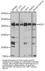 Bromodomain Adjacent To Zinc Finger Domain 1B (BAZ1B) Antibody