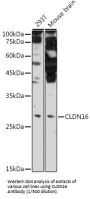 Claudin 16 (CLDN16) Antibody