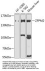 Zinc Finger Protein ZFPM2 (ZFPM2) Antibody