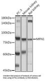 Mitofusin 1 (MFN1) Antibody