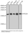 DNA Polymerase Epsilon 4, Accessory Subunit (POLE4) Antibody