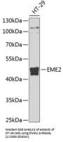 Probable Crossover Junction Endonuclease EME2 (EME2) Antibody