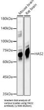 Hyaluronan Synthase 2 (HAS2) Antibody