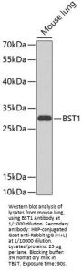 Cyclic ADP-Ribose Hydrolase 2 (BST1) Antibody