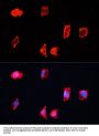 Cyclic ADP-Ribose Hydrolase 2 (BST1) Antibody