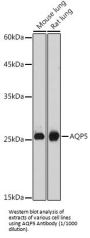Aquaporin 5 (AQP5) Antibody