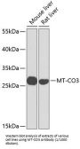Cytochrome C Oxidase Subunit 3 / COX3 (MT-CO3) Antibody