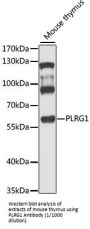 Pleiotropic Regulator 1 (PLRG1) Antibody