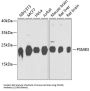 Proteasome Subunit Beta Type 3 (PSMB3) Antibody