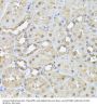 Proteasome Subunit Beta Type 3 (PSMB3) Antibody