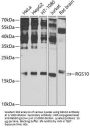 Regulator of G-Protein Signaling 10 (RGS10) Antibody