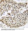BRG1-Associated Factor 60A (BAF60a) Antibody