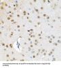 BRG1-Associated Factor 60A (BAF60a) Antibody