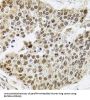 BRG1-Associated Factor 60A (BAF60a) Antibody