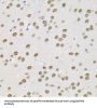BRG1-Associated Factor 60A (BAF60a) Antibody
