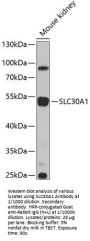Zinc Transporter 1 (SLC30A1) Antibody