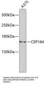 Centrosomal Protein 164 kDa (CEP164) Antibody