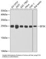 Eukaryotic Translation Initiation Factor 3 Subunit K (EIF3K) Antibody