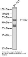 Pentatricopeptide Repeat-Containing Protein 2, Mitochondrial (PTCD2) Antibody