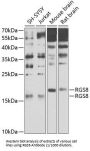 Regulator of G-Protein Signaling 8 (RGS8) Antibody