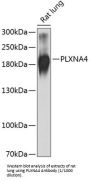Plexin A4 (PLXNA4) Antibody