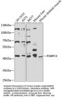 Poly(A) Binding Protein Cytoplasmic 5 (PABPC5) Antibody