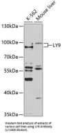 Lymphocyte Antigen 9 (LY9) Antibody