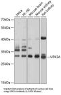 Uroplakin 3A (UPK3A) Antibody