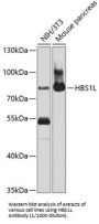 HBS1-Like Protein (HBS1L) Antibody