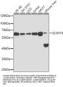 Zinc Finger CCCH Domain-Containing Protein 15 (ZC3H15) Antibody
