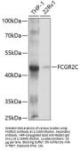 Fc Fragment of IgG, Low Affinity IIc, Receptor For (CD32) (FCGR2C) Antibody
